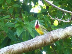 Xiphidiopicus percussus