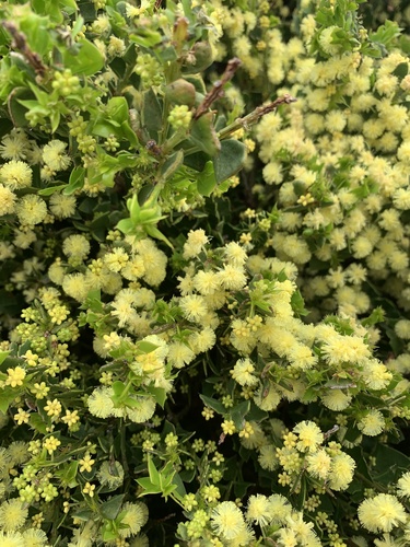 Acacia trapezoidea, photograph 6