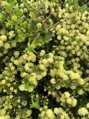 Acacia trapezoidea, photograph Guy Taseski, CC BY, iNaturalist via GBIF