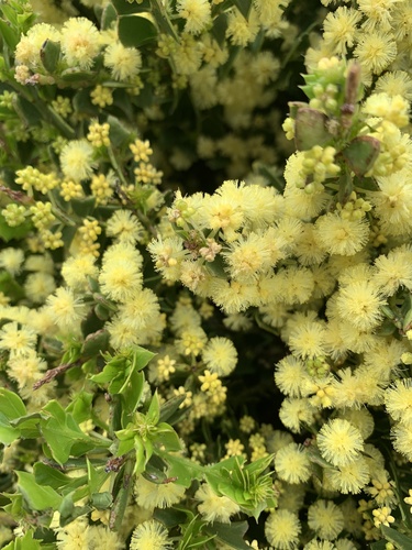 Acacia trapezoidea, photograph 4