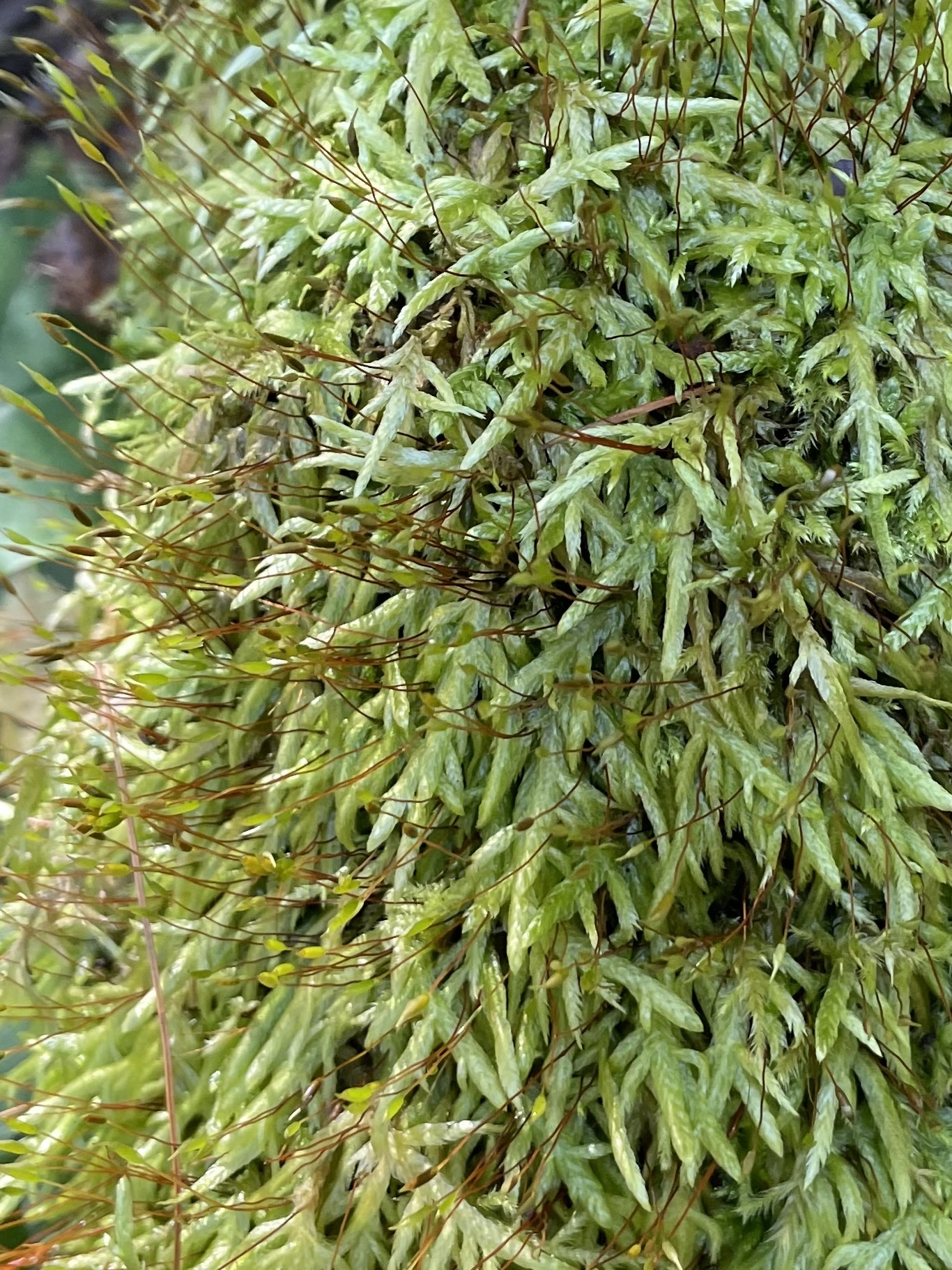 Entodon cladorrhizans