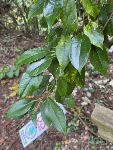 Chinese Evergreen Viburnum (Viburnum propinquum)