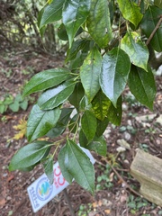 Propinquum Viburnum (Viburnum propinquum)