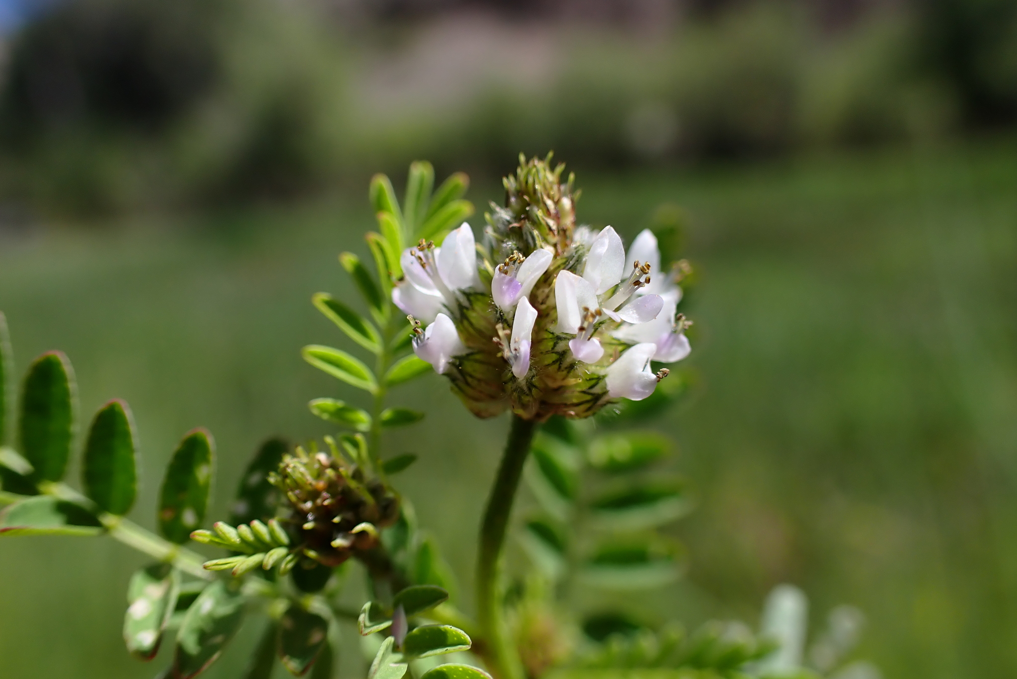 Dalea urceolata