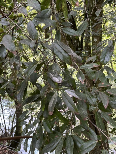 Quercus tatakaensis, photograph 3