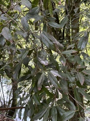 Quercus tatakaensis, photograph (c) 何小花, some rights reserved (CC BY)