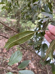 Quercus tatakaensis, photograph (c) 何小花, some rights reserved (CC BY)