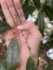 Quercus tatakaensis, photograph (c) 何小花, some rights reserved (CC BY)