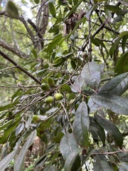 Quercus tatakaensis, photograph (c) 何小花, some rights reserved (CC BY)