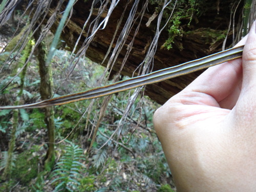 Image of Haplopteris flexuosa by (c) 呂一起(Lu i-chi), some rights reserved (CC BY)