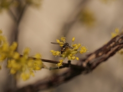 Episyrphus balteatus
