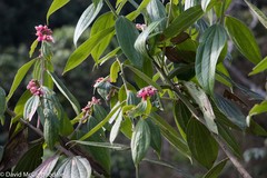 Cavendishia pubescens