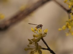 Episyrphus balteatus