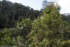 Cavendishia pubescens