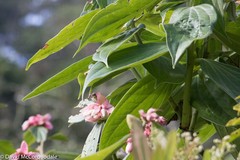 Cavendishia pubescens