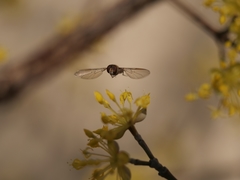 Episyrphus balteatus