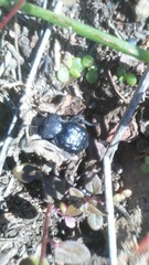 Microschatia inaequalis