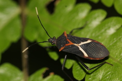 Leptoscelis conspicuus