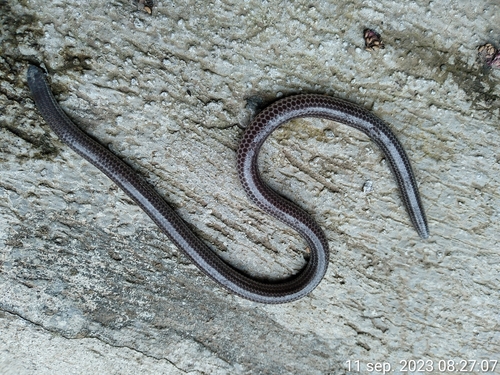 Trilepida pastusa
