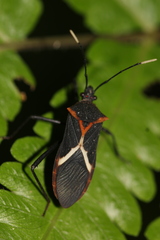Leptoscelis conspicuus