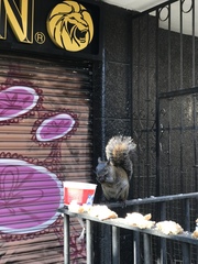 Sciurus aureogaster