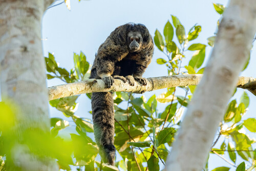 Burnished Saki (Pithecia inusta) — Least Concern Mammalia