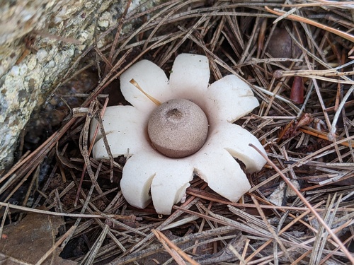 Geastrum morganii