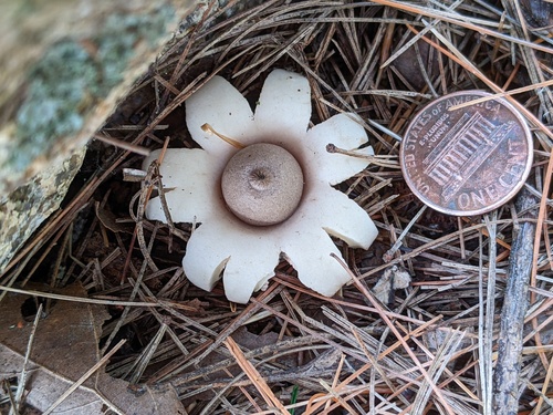 Geastrum morganii (Photo 2 of 3)