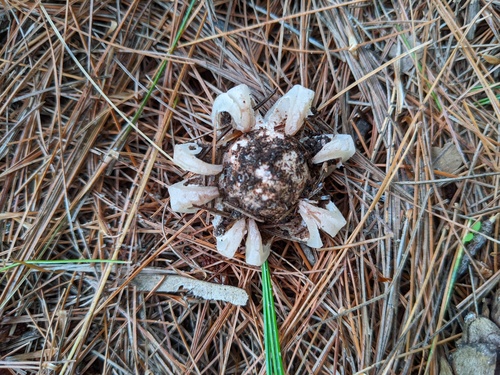 Geastrum morganii (Photo 3 of 3)