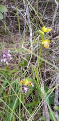 Ophrys lutea galilaea