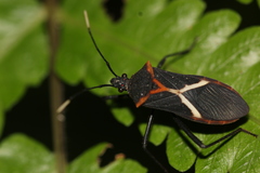 Leptoscelis conspicuus