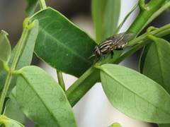 Diptera