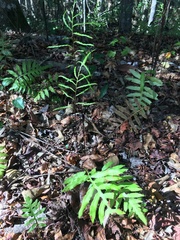 Lorinseria areolata image