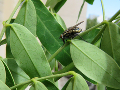 Diptera