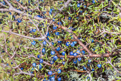 Coprosma propinqua propinqua