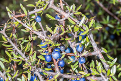 Coprosma propinqua propinqua