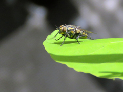 Diptera