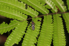 Leptoscelis conspicuus