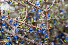 Coprosma propinqua propinqua