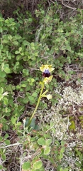 Ophrys fusca iricolor