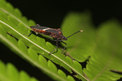 Leptoscelis conspicuus