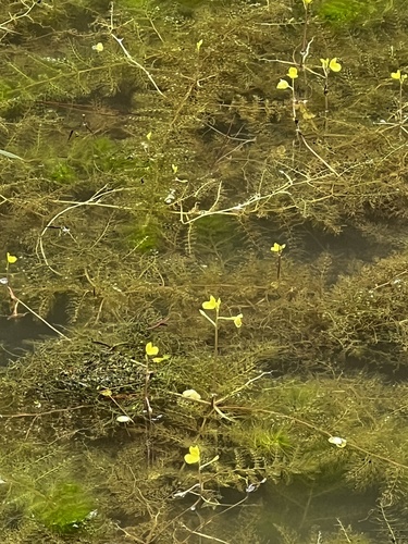 Utricularia aurea iNat (3)