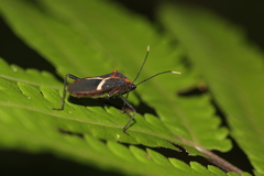 Leptoscelis conspicuus
