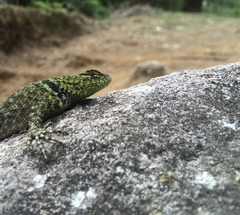Sceloporus formosus