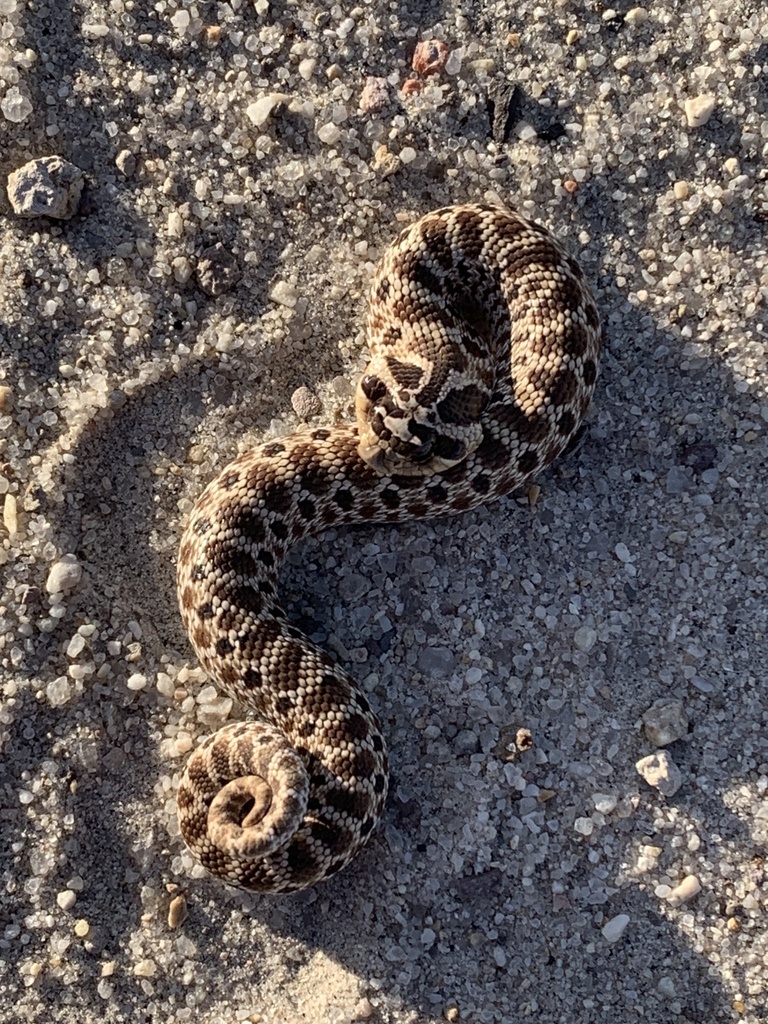 Mexican Hognose Snake in September 2023 by matthewgage · iNaturalist