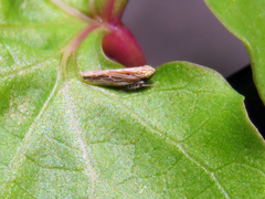 Cicadellidae