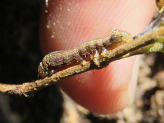 Spodoptera