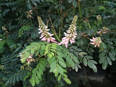 Indigofera jucunda