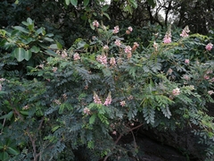 Indigofera jucunda
