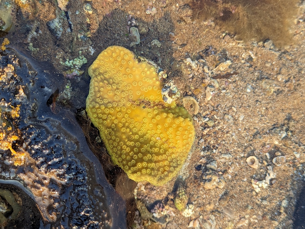 Salad Coral in September 2023 by Owen Gale · iNaturalist
